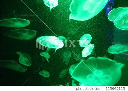 Green light jellyfish are floating in the water with lights shining on them, creating a glow. Green light jellyfish are floating in the water with lights shining on them, creating a glow. 115969125