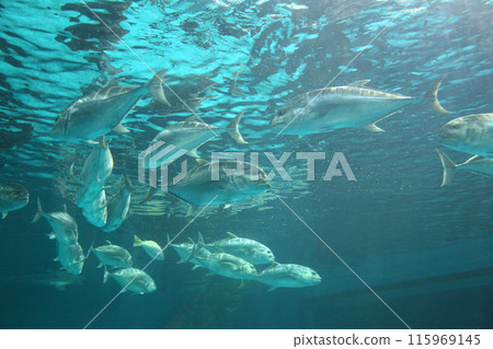 Caranx fishs of sea bass swimming together in groups, photographed from below. 115969145