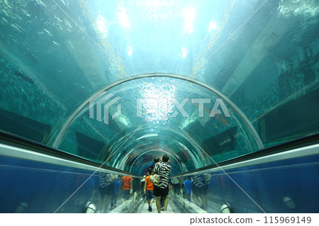 Rear view of glass tunnel in the aquarium walkway. Rear view of glass tunnel in the aquarium walkway. 115969149