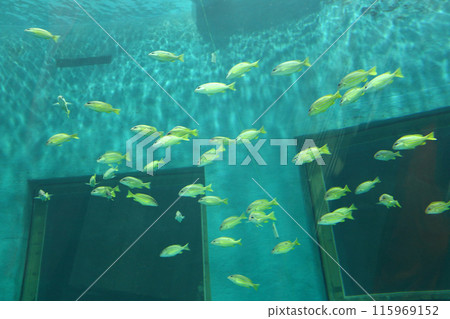 flock of Lutjanus carponotatus fishes or Lutjanus madras fish is swimming. flock of Lutjanus carponotatus fishes or Lutjanus madras fish is swimming. 115969152
