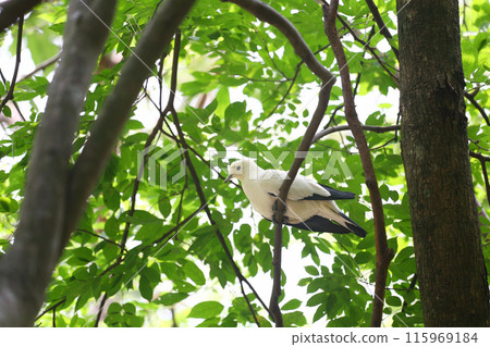 White imperial-pigeon and the scientific name is Ducula aenea. White imperial-pigeon and the scientific name is Ducula aenea. 115969184