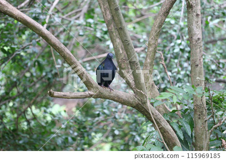 Nicobar Pigeon or Nicobar Dove and it has a scientific name is Caloenas nicobarica. 115969185
