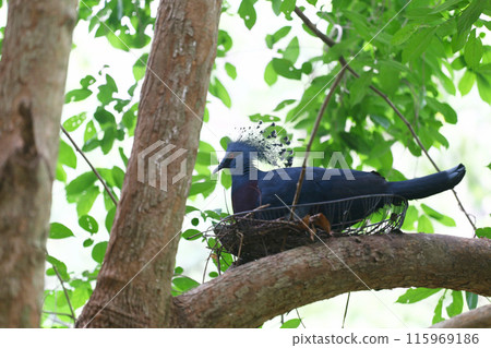 Victoria crowned pigeon and the scientific name is Columbidae. Victoria crowned pigeon and the scientific name is Columbidae. 115969186