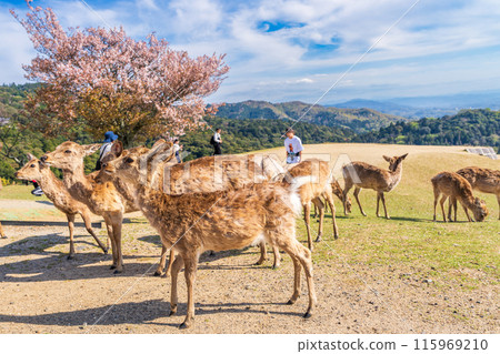 [春天]奈良公園若草山鹿[櫻花] 115969210
