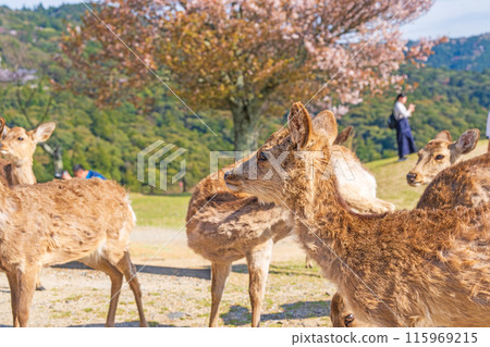 [春天]奈良公園若草山鹿[櫻花] 115969215