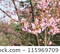 pink cherry blossom in spring 115969709