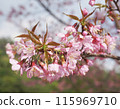 pink cherry blossom in spring 115969710