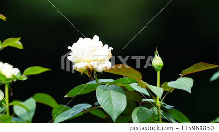 White Roses are Royal Princesses White Roses are Royal Princesses 115969830