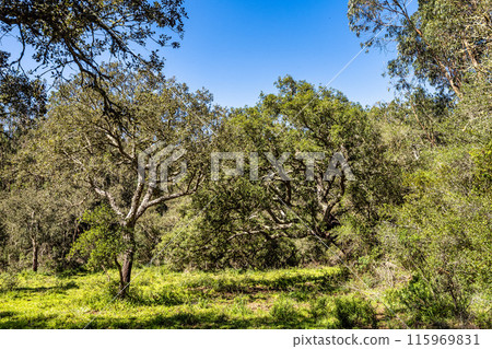 Walking from Troviscais to the River Mira, Vicentine Coast Natural Park Portugal, Rota Vicentina Coast. 115969831