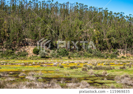 Yellow flowers on the way from Troviscais to the River Mira, Vicentine Coast Natural Park Portugal 115969835