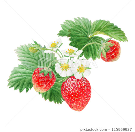 Red strawberry with white flowers bush handdrawn watercolor illustration. Food art, fresh botanical realistic painting. Summer sweet berry clipart for restaurant, cafe menu, farm goods, vegan products 115969927