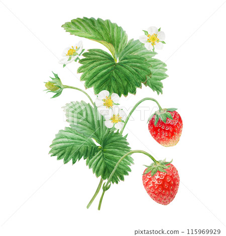 Red strawberry with white flowers bush handdrawn watercolor illustration. Food art, fresh botanical realistic painting. Summer sweet berry clipart for restaurant, cafe menu, farm goods, vegan products Red strawberry with white flowers bush handdrawn watercolor illustration. Food art, fresh botanical realistic painting. Summer sweet berry clipart for restaurant, cafe menu, farm goods, vegan products 115969929