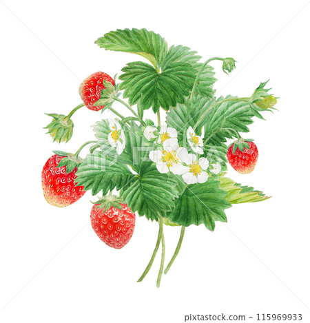 Red strawberry with white flowers bush handdrawn watercolor illustration. Food art, fresh botanical realistic painting. Summer sweet berry clipart for restaurant, cafe menu, farm goods, vegan products 115969933