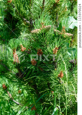 Pine branches with new cones on a green background. 115970024