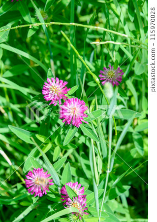 Clover meadow lat. Trifolium pratense against a background of green grass. 115970028