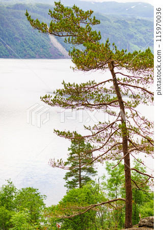 Fjord landscape, Saudafjord in Norway Fjord landscape, Saudafjord in Norway 115970036