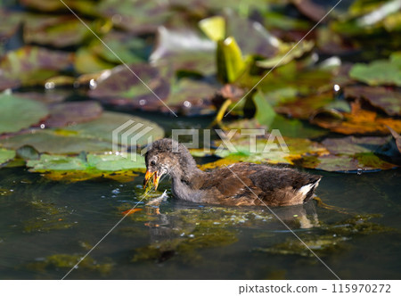 Juvenile moorhen swimming on a pond and feeding with water lilies behind. Common moorhen (Gallinula chloropus) in Kent, UK. This water bird is also known as a swamp chicken, marsh hen or waterhen. 115970272