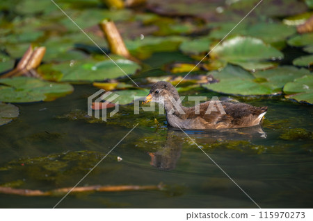 Juvenile moorhen swimming on a pond and feeding with water lilies behind. Common moorhen (Gallinula chloropus) in Kent, UK. This water bird is also known as a swamp chicken, marsh hen or waterhen. 115970273
