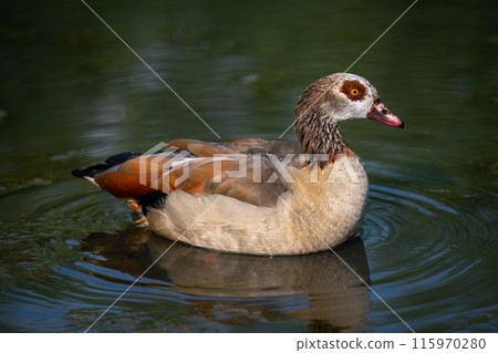 Egyptian goose swimming in a pond with ripples. Egyptian goose (Alopochen aegyptiaca), Kent, UK. Egyptian goose swimming in a pond with ripples. Egyptian goose (Alopochen aegyptiaca), Kent, UK. 115970280