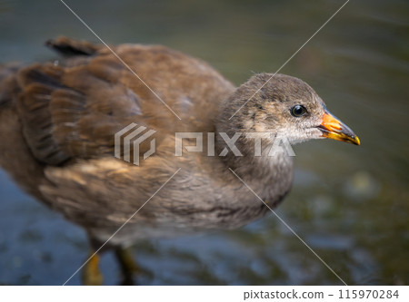 Juvenile moorhen walking in a pond, close up view. Common moorhen (Gallinula chloropus) in Kent, UK. This water bird is also known as a swamp chicken, marsh hen or waterhen. Juvenile moorhen walking in a pond, close up view. Common moorhen (Gallinula chloropus) in Kent, UK. This water bird is also known as a swamp chicken, marsh hen or waterhen. 115970284