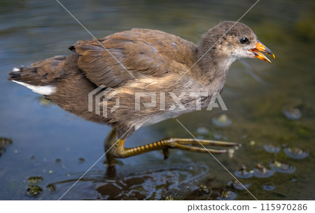 Juvenile moorhen walking in a pond. Common moorhen (Gallinula chloropus) in Kent, UK. This water bird is also known as a swamp chicken, marsh hen or waterhen. Juvenile moorhen walking in a pond. Common moorhen (Gallinula chloropus) in Kent, UK. This water bird is also known as a swamp chicken, marsh hen or waterhen. 115970286