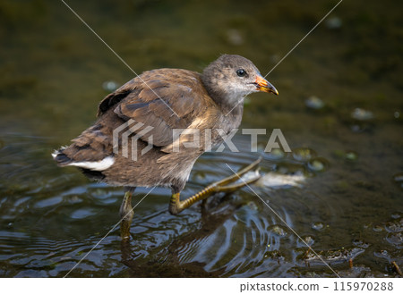 Juvenile moorhen walking in a pond. Common moorhen (Gallinula chloropus) in Kent, UK. This water bird is also known as a swamp chicken, marsh hen or waterhen. Juvenile moorhen walking in a pond. Common moorhen (Gallinula chloropus) in Kent, UK. This water bird is also known as a swamp chicken, marsh hen or waterhen. 115970288