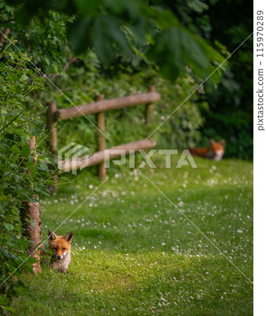 Two foxes sitting on grass enjoying the afternoon sunshine. Focus on foreground fox. Red fox (Vulpes vulpes), Kent, UK. 115970289