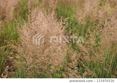 Bent grass also known as bentgrass or colonial bent or Agrostis capillaris. Abstract neutral background. 115970316
