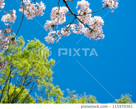 春天風景櫻花 春天風景櫻花 115970361
