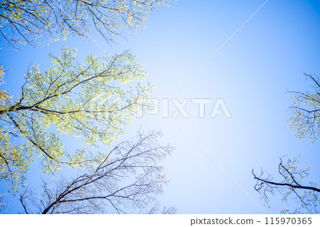 Spring forest: the season of fresh greenery Spring forest: the season of fresh greenery 115970365