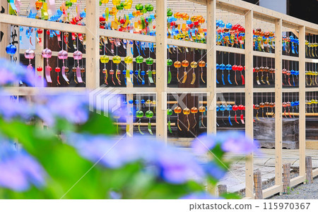 Enjoy the colorful wind chimes and hydrangeas along the approach to the shrine Enjoy the colorful wind chimes and hydrangeas along the approach to the shrine 115970367
