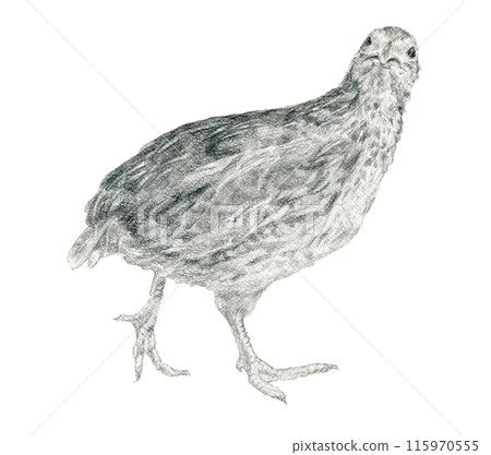 Walking quail 115970555
