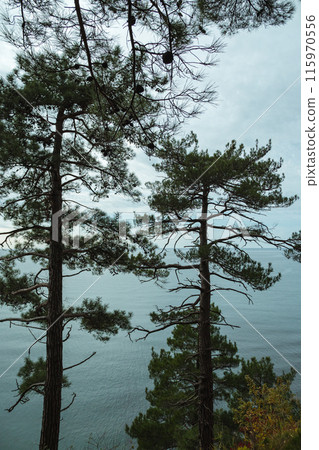 Two tall pine trees stand on a cliff overlooking a calm sea. The sky is overcast, and the branches of the trees frame the serene ocean view. 115970556