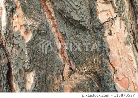 Close-up of a tree bark with intricate textures and colors, including dark brown, reddish, and beige hues, showcasing the natural patterns and details of the bark surface. 115970557