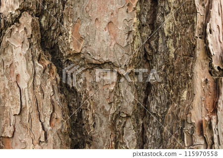 Close-up of rough, textured tree bark with various shades of brown and gray, showing intricate patterns and natural cracks. 115970558