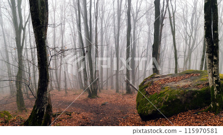 Mystical Foggy Forest. A serene yet somber image of a misty, leafless forest in autumn or winter, featuring a moss-covered boulder and carpet of dried leaves. 115970581