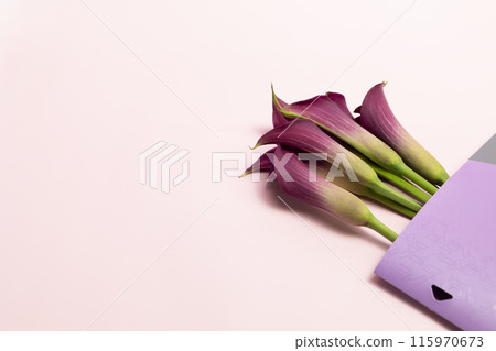 Design Purple Calla Lily Plant And Document Folder On Pink Background, Copy Space For Text. Holiday, Mockup For International Accounting Day, Bookkeeping. Horizontal Plane Design Purple Calla Lily Plant And Document Folder On Pink Background, Copy Space For Text. Holiday, Mockup For International Accounting Day, Bookkeeping. Horizontal Plane 115970673