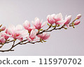 Magnolia branch isolated on pink background 115970702