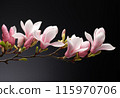 Magnolia branch isolated on black background 115970706