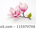 Pink magnolia flower isolated on white background 115970708