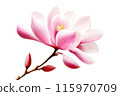 Pink magnolia flower isolated on white background 115970709