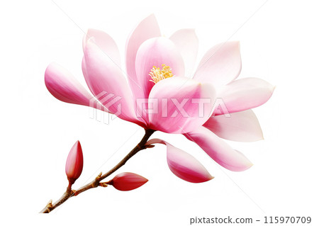 Pink magnolia flower isolated on white background 115970709