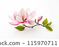 Pink magnolia flower isolated on white background 115970711