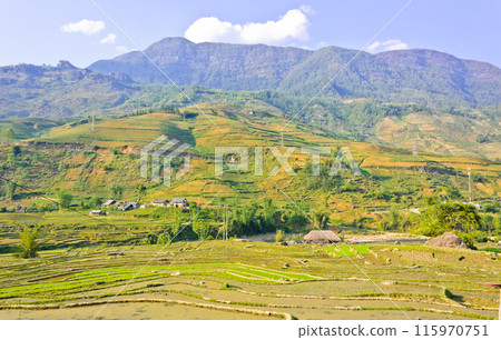 Mountain view of green valley rice terraced fields, Vietnam 115970751