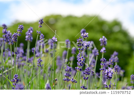 lavender 115970752