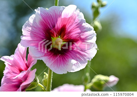 In a blue sky tattoo In a blue sky tattoo 115970804