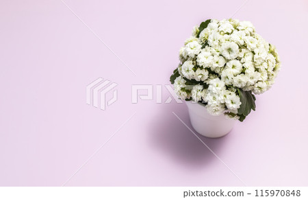 Backdrop Potted White Kalanchoe On Pink Background, Horizontal Plane. Copyspace Floral Gift, Flower Shop, Blooming Plant. International Women Day. Bouquet Of Blossom Succulent Kalanchoe Blossfeldiana. 115970848