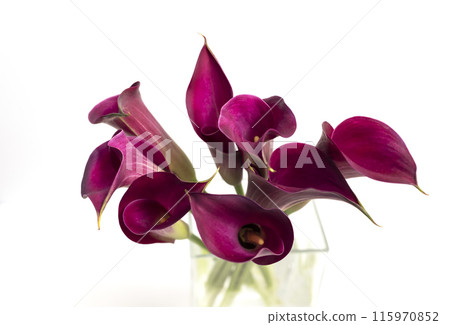 Isolated Zantedeschia Bulbs, Blooming Purple Calla Lilies in Vase on White Background. Indoor and Outdoor Plant, Flower. Evergreen Flowering Perennial. Horizontal Plane, Herbaceous, Aroid Family. Isolated Zantedeschia Bulbs, Blooming Purple Calla Lilies in Vase on White Background. Indoor and Outdoor Plant, Flower. Evergreen Flowering Perennial. Horizontal Plane, Herbaceous, Aroid Family. 115970852
