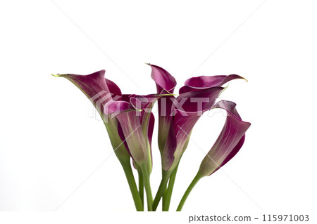 Closeup Blooming Purple Calla Lilies, Isolated Zantedeschia Bulbs, on White Background. Indoor and Outdoor Plant, Flower. Evergreen Flowering Perennial. Horizontal, Herbaceous, Aroid Family. Closeup Blooming Purple Calla Lilies, Isolated Zantedeschia Bulbs, on White Background. Indoor and Outdoor Plant, Flower. Evergreen Flowering Perennial. Horizontal, Herbaceous, Aroid Family. 115971003