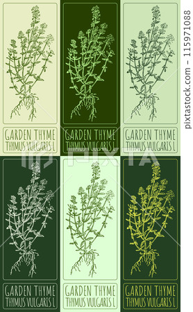 Set of vector drawing GARDEN THYME in various colors. Hand drawn illustration. The Latin name is THYMUS VULGARIS L 115971088